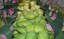 Đồng Tháp nâng cao chất lượng trái xoài xuất khẩu