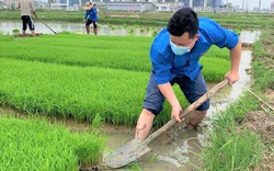Nông dân Hà Tĩnh tỉa lúa, làm cỏ giúp F0 yên tâm điều trị