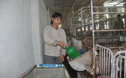 Sắp có vaccine dịch tả lợn châu Phi, người chăn nuôi yên tâm tái đàn