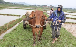 Nghệ An: Dù rét đậm, rét hại nông dân vẫn bám đồng trồng trọt, chăn nuôi

