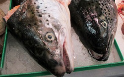 4 bộ phận cực độc của cá: Loại thứ 2 ăn vào có thể gây tử vong