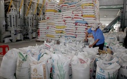 Nông dân và doanh nghiệp liên kết xuất khẩu 4.500 tấn gạo vào các thị trường