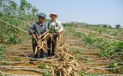 Nhu cầu yếu, số phận của mặt hàng hơn 90% xuất khẩu sang Trung Quốc này sẽ ra sao? 