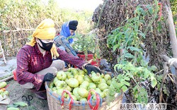 Sơn La: Trồng cà chua giống cổ, đẻ nhiều múi, nhìn xấu xấu vậy mà tranh nhau mua