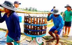 Giá cá tra tăng mạnh, dân phấn khởi, doanh nghiệp phập phồng lo