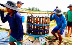 Giá cá tra tăng lên 30.000 đồng/kg, tại sao ngành chức năng khuyến cáo không nên nuôi ồ ạt?