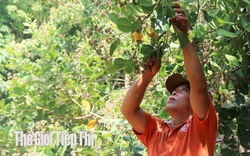 Mưa trái mùa gieo sầu khắp vùng trồng điều Bình Phước