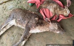 Gần 2.000 con gia súc chết rét, thiệt hại hơn 20 tỷ đồng, ngành chức năng tỉnh Sơn La lên tiếng