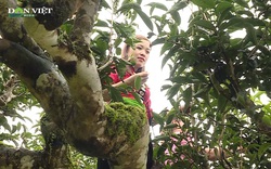 Sơn La: Triển vọng phát triển từ hàng nghìn cây chè cổ thụ ở Vân Hồ
