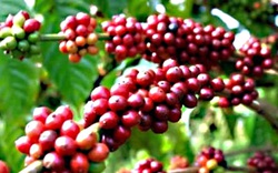 Giá cà phê Đắk Lắk "leo" về mốc 41.000 đồng/kg, đây là cách trị bệnh nấm hồng cho cây cà phê