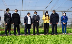 534 “mô hình xanh” ở ngoại ô Hà Nội là những mô hình gì mà nông dân thi nhau thực hiện?