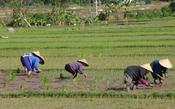Nông dân huyện Mai Châu: Bảo vệ cây trồng trong giá rét