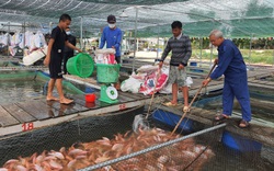Nuôi loài cá toàn thân màu hồng, tung thức ăn cá quẫy ầm ầm, một ông nông dân Quảng Nam có của ăn của để