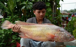 5 loài cá quý hiếm và đắt đỏ bậc nhất Việt Nam: Loài số 1 và số 5 khó phân thắng bại