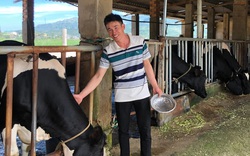 31 tuổi nuôi bao nhiêu con bò sữa mà anh trai làng ở Lâm Đồng xây được nhà, mua cả ô tô?