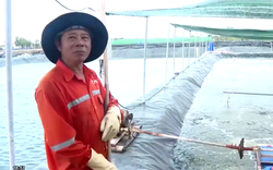 Bà Rịa - Vũng Tàu: Mạnh tay đầu tư nuôi tôm công nghệ cao trong nhà màng, nông dân lãi tiền tỷ/vụ