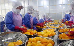 Xuất khẩu hàng rau quả tránh bị "chết tắc" ở thị trường Trung Quốc...