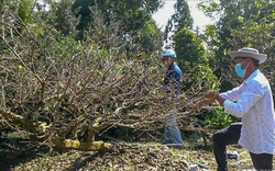 Bí quyết làm cho cây mai vàng ngày Tết xinh lên bội phần ở miền Tây