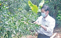 "Đánh liều" trồng thứ cây tốt um ra trái ví như "Nữ hoàng quả khô", nông dân Gia Lai bất ngờ lãi tiền tỷ