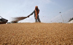 FAO: Giá lương thực toàn cầu tăng trong tháng 1