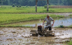 Chọn ngày, chọn giờ xuống đồng, nông dân Hòa Bình đi cày, chăn trâu, trồng rau