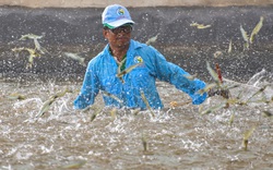 Mỹ, Trung Quốc ráo riết gom hàng, giá một sản phẩm thế mạnh của Việt Nam tăng vọt