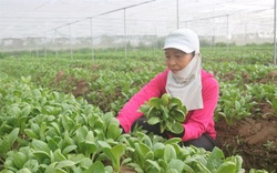 "Rót vốn" trồng rau công nghệ cao, nông dân nơi này ở Long An ai cũng là triệu phú