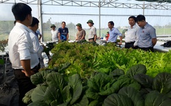 Quảng Nam rải thảm đỏ kêu gọi các tập đoàn đầu tư vào nông nghiệp hiện đại