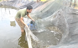 Nuôi thành công đặc sản cá bống cát sông Trà, kéo lưới lên được cả tạ cá nhảy tanh tách