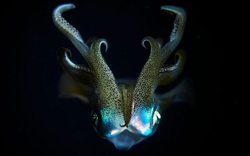 Phát hiện thú vị về những sinh vật bí ẩn náu mình dưới đáy đại dương