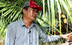 Nhờ bí quyết này, anh nông dân Tiền Giang trồng dừa Mã Lai ngay trong “rốn phèn”, thu tiền tỷ
