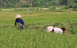 Nông thôn Tây Bắc: Mai Châu đẩy mạnh chuyển đổi cây trồng trên đất lúa