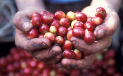 Giá nông sản hôm nay 1/3: Tiêu đi ngang, cà phê giảm mạnh, heo hơi rớt 2.000 đồng/kg ở nhiều nơi