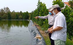 Bỏ “đất vàng” làm ao trữ nước tưới sầu riêng chống hạn mặn, lại thả nuôi 10.000 con cá (Bài 3)