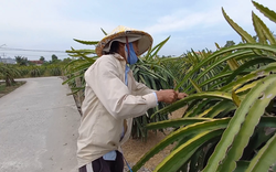 Long An: Biến kênh, mương thành ao trữ nước bảo vệ “thủ phủ thanh long” (Bài 4)