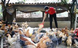 Xây dựng nông thôn mới, nông dân Quảng Ninh nâng cao thu nhập từ những mô hình hay  
