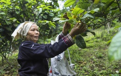 Trà hoa vàng- "lộc trời" mang lại thu nhập hàng trăm triệu mỗi năm cho người dân vùng đồi núi Bắc Kạn