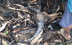 Chuyện lạ và buồn ở Hà Tĩnh: Đàn trâu nhà hàng trăm triệu đồng bị giết bởi bẫy thú trong rừng bảo tồn