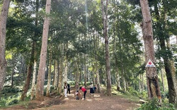 Khu rừng mọc vô số thứ cây lá kim ở tỉnh Yên Bái, sinh viên Hà Nội ngỡ như đang quay phim trên Đà Lạt