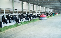 Mua bất thành gần 21 triệu cổ phiếu VNM, F&N Dairy Investments tiếp tục đăng ký mua vào