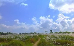 Kể chuyện làng: Trắng màu hoa bói