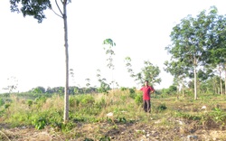 Dự án bị ‘xẻ thịt’ ở Bình Phước có dấu hiệu lừa đảo: Đo đạc vườn cao su tranh chấp theo yêu cầu của SASCO