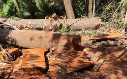 Chủ tịch tỉnh Kon Tum chỉ đạo làm rõ và xử lý vụ cưa hạ hàng chục cây gỗ cổ thụ