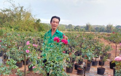 Trồng hoa hồng cổ, hoa hồng ngoại, thơm khắp làng, anh nông dân Bình Phước còn kiếm hơn 300 triệu/năm