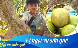 Ký ức miền quê: Vị ngọt vú sữa quê nhà