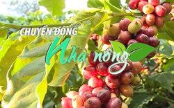 Chuyển động Nhà nông 13/3: Giá cà phê Các địa phương tăng 1.000 đồng/kg trong tuần qua