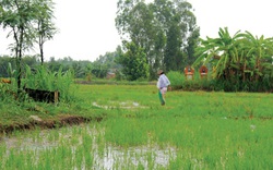 Tiền Giang: Mùa cá lên đồng, nhớ có những con cá rô "bụng mang dạ chửa" cằn hàng cây số tìm nơi đẻ