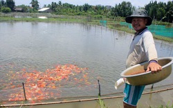 TP.HCM: Dân xã nông thôn mới nuôi loài cá này vừa đẹp mắt, vừa thu nhập tiền tỷ