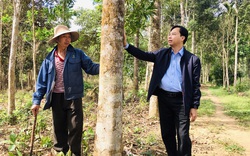 'Đi trước' trồng rừng gỗ lớn, cây nào cũng to đùng, cao vút, nhiều người trầm trồ