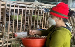 Một ông nông dân tỉnh Bình Định nuôi loài chim mắn đẻ, bán cả ngàn con vô Sài Gòn, thu 150 triệu/tháng